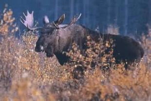 Jagd in Gammelbyn_Bild-3